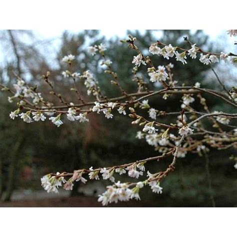 Prunus Subhirtella Autumnalis Winter Flowering Cherry