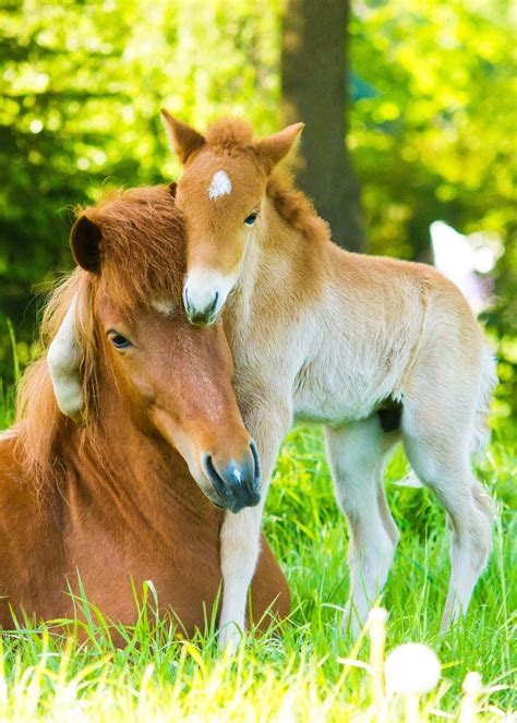 Pin By Zofia Katarzyna On Cute Animals Cute Baby Horses Baby Animals