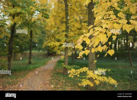 Gold Autumn Colors Stock Photo Alamy