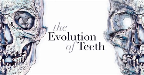 The Evolution Of The Tooth Dr Paul Mathew Dentist In Salem Nh And Newburyport Ma Our