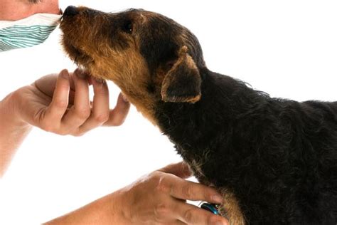 Small inguinal hernias in male puppies can be watched closely, as many will close spontaneously. Umbilical Hernia in Dogs - Symptoms, Causes, Diagnosis, Treatment, Recovery, Management, Cost