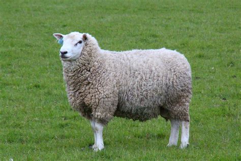 Sheep Breeding Genetic Gains