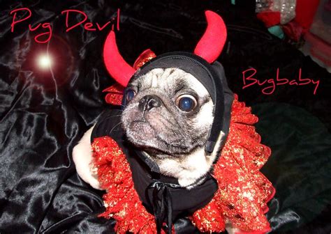Smiling Pug Pug Devil Flickr Photo Sharing