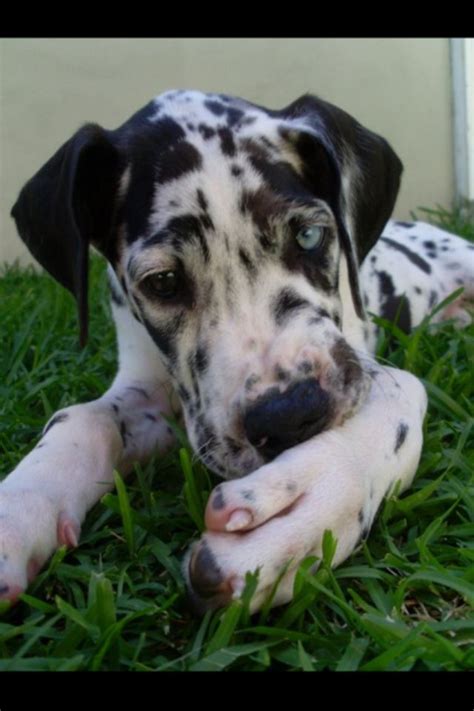 Harlequin Dane Puppy Photos All Recommendation