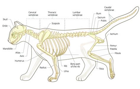 Bones Of The Cat All About The Cats Skeleton Cat World 2022