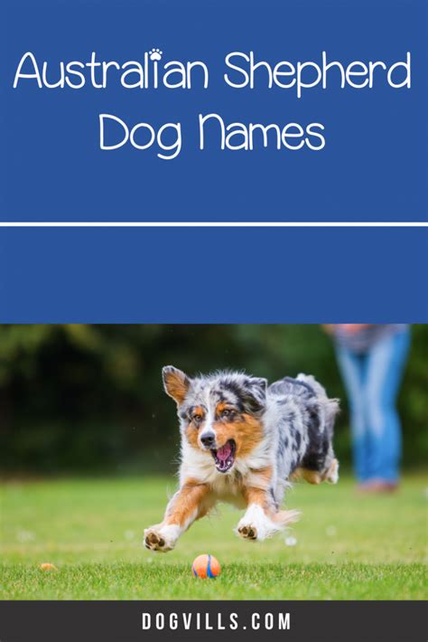 95 Adorable Australian Shepherd Dog Names Dogvills In 2020 Dog