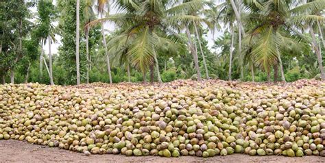 Coconut Industry In Sri Lanka Edb Sri Lanka
