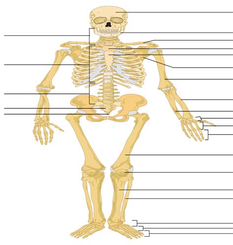 File Human Skeleton Front Arrows No Labels Svg Wikimedia Commons