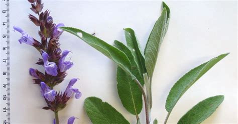 Herbario Virtual De Banyeres De Mariola Y Alicante Salvia Officinalis