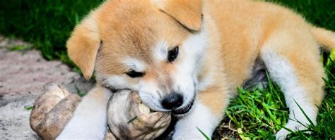 With this in mind, we've decided to compile a comprehensive guide aimed at shedding some light on the cryptocurrency that took the. Alles, was du über Shiba Inu Welpen wissen musst