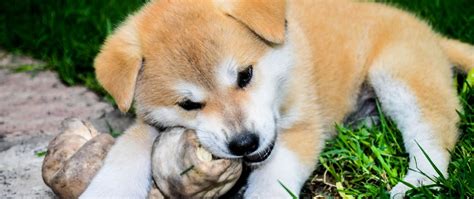 Finden sie einen welpen zu verkaufen. Alles, was du über Shiba Inu Welpen wissen musst