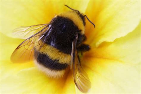 Image Result For Bee Aesthetic Bumble Bee Cute Bee Bee Photo