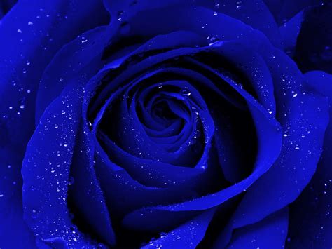 Images Of Roses Deep Sea Blue Shades On The Fragrant Rose Petals