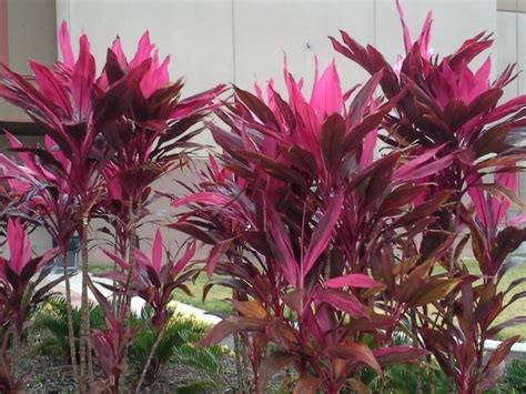 Fruticosa is an evergreen flowering plant that has become essentially pantropical. Ti Plant "Red Sister" 4 Fresh 5" cuttings Cordyline ...