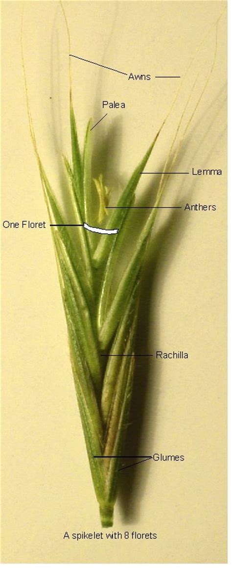 Image Of A Grass Spikelet