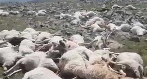 Video Un Rayo Mató A Más De 500 Ovejas Que Pastaban En Un Monte
