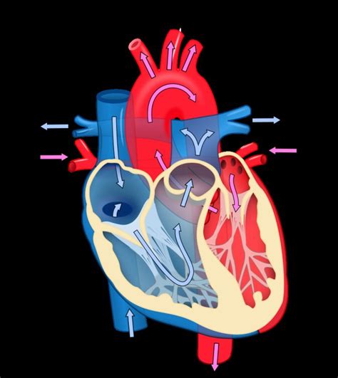 Fileheart Diagram En Svg Wikimedia Commons