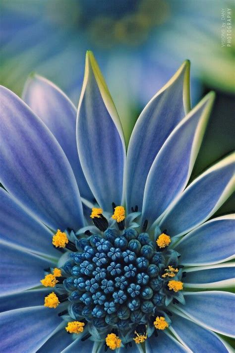 Flower Flowers Photography Blue Flowers Beautiful Blooms