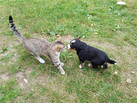 Bernese Mountain Puppy Meeting A Cat For The First Time R
