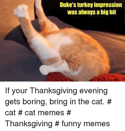 Funny Cat Thanksgiving Memes Cat Mania
