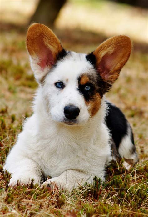 Our puppies are akc registered & vaccinated. Corgi Puppies For Sale In Nh | PETSIDI