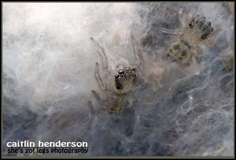 Jumping Spider Spiderlings In Egg Sac Caitlin Henderson Flickr