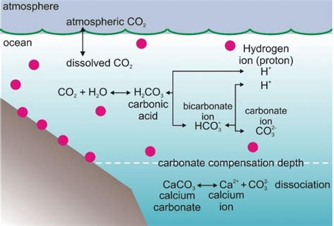 Summary Of The Reactions Between Carbon Dioxide Co2 With Water H2o Download Scientific