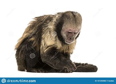 Golden Bellied Capuchin Sapajus Xanthosternos Stock Photo Image Of