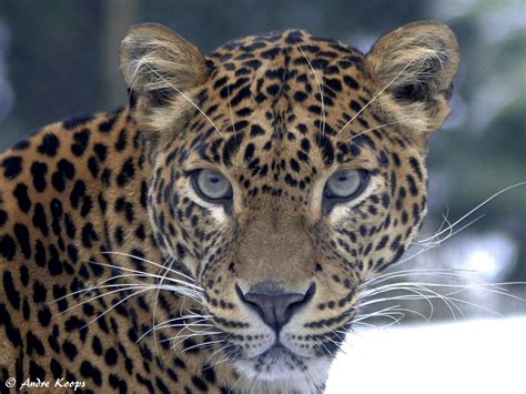 Face Of A Leopard Image Id 323428 Image Abyss
