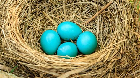 The Reason Some Birds Lay Blue Eggs