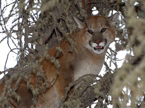 Man Charged After Cougar Harassed With Slingshot In Banff National Park