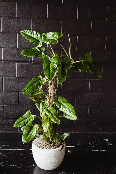 Få 11.000 endnu en smiling florist in greenhouse stockvideo på 29.97 fps. New climbing philodendron at The Greenhouse 817 # ...