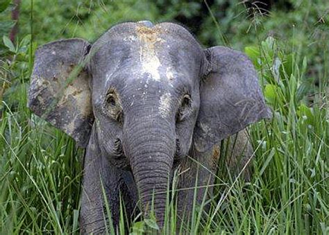 Can You Believe It Adorable Pygmy Elephants Baby Animal Zoo