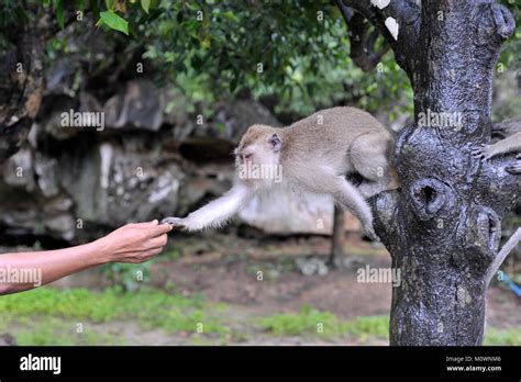 Man Feeding Monkey Stock Photo Alamy