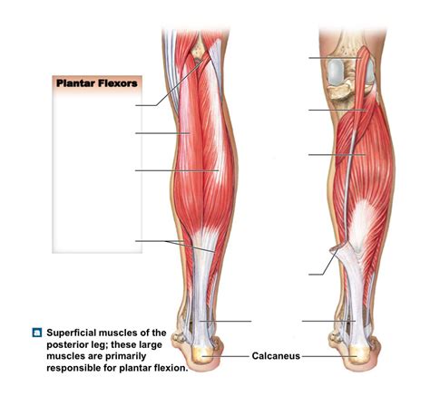 Superficial Muscles Of The Posterior Leg Diagram Quizlet