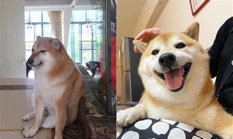 Cheems The Viral Meme Canine Passes Away At 12