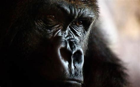 Black And Brown Gorilla Animals Gorillas Closeup Face Hd Wallpaper