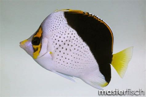 Hawaiian Butterflyfish Chaetodon Tinkeri Masterfisch