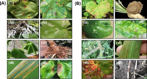 Various Plants Showing Symptoms Of Common Fungal Or Bacterial Plant