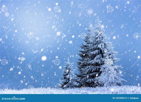 Christmas Background With Snowy Fir Trees Stock Image Image Of