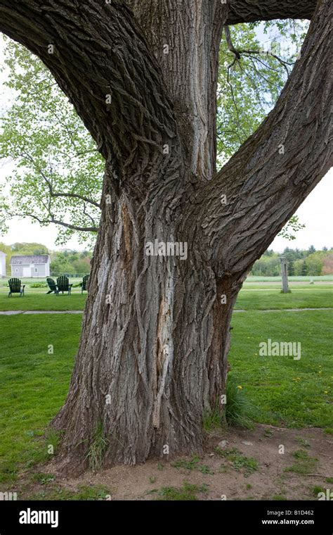 Detail Of Large Old Chinese Elm Tree Trunk Canterbury Shaker Village