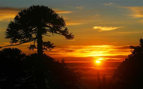 Nature Landscape Trees Sunset Clouds Mist Island Chile