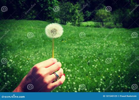 Woman Holds A Dandelion And Blows On It Woman Hand Holding A Dandelion