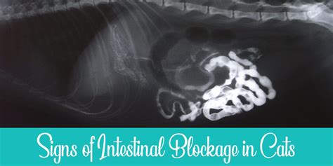 10 Common Symptoms Of Intestinal Blockage In Cats Raise A Cat