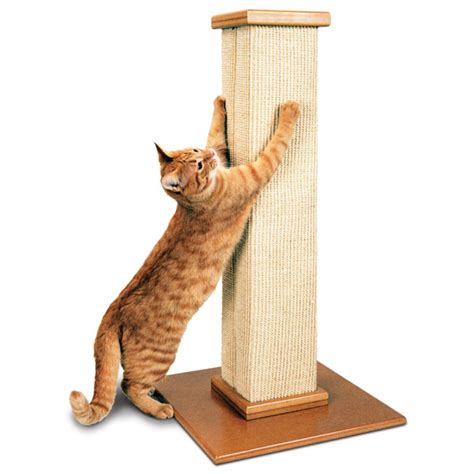 We are more than happy to have visitors to our home at any time but please remember this is our home and sometimes we do have other commitments. Top Cat Scratching Post Picks