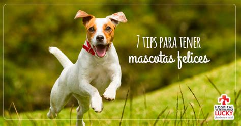 Tips Para Tener Mascotas Felices Hospital Veterinario Lucky