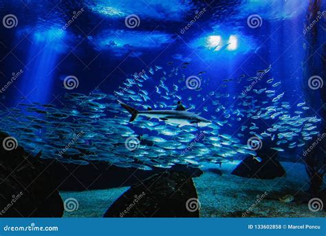 Big Fishes In Aquarium Dark Deep Blue Water Stock Photo Image Of