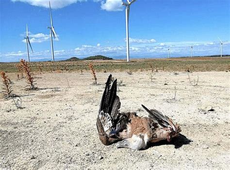 A Wind Farm In Navarre Kills One Vulture Every Three Days Vulture