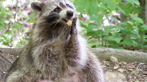 Raccoon Eating Peanuts With Hands Stock Footage Video 100 Royalty
