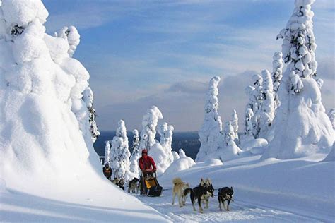 Ces chiens sont choisis pour leur endurance, leur force et leur vitesse. Multiactivités neige à Hossa - Voyage Finlande - Atalante